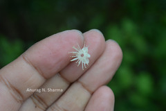 Symplocos cochinchinensis